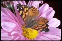 : Vanessa annabella; West Coast Lady Butterfly