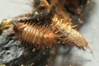 Anthrenus scrophulariae - Carpet Beetle