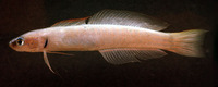 Ptereleotris microlepis, Blue gudgeon: aquarium