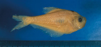 Kurtus indicus, Indian hump head: fisheries