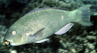 Chlorurus enneacanthus, Captain parrotfish: fisheries