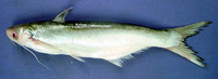 Clupisoma garua, Garua Bachcha: fisheries, gamefish