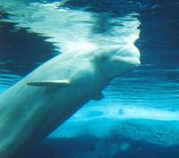 Image of: Delphinapterus leucas (beluga)