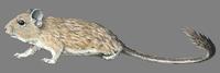 Image of: Octodontomys gliroides (mountain degu)
