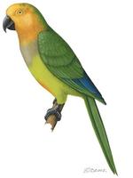 Image of: Aratinga pertinax (brown-throated parakeet)