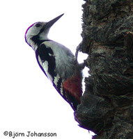 Sind Woodpecker - Dendrocopos assimilis