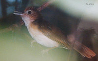 Ferruginous Babbler - Trichastoma bicolor