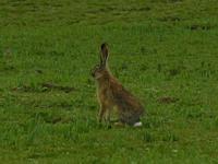 Woolly Hare (Lepus oiostolus)