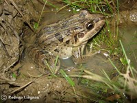 : Leptodactylus ocellatus; Criolla Frog