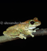 : Litoria genimaculata; Green-eyed Treefrog