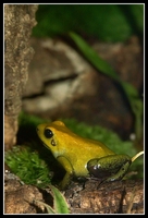 : Phyllobates bicolor; Black Leg Poison Dart Frog