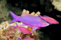 : Pseudanthias pascalus; Purple Queen