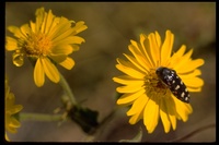 : Acmaeodera sp.; Metallic Woodboring Beetle