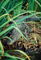 : Alligator mississippiensis; American Alligator