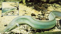 Image of Anguilla anguilla, European eel, Ngjala, Njala, H