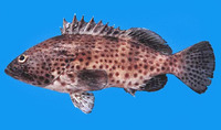 Epinephelus analogus, Spotted grouper: fisheries, gamefish