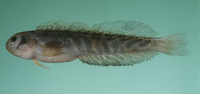 Omobranchus elongatus, Cloister blenny: aquarium