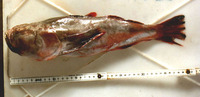 Astroscopus sexspinosus, Brazilian stargazer: fisheries