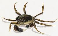 Image of: Eriocheir sinensis (Chinese mitten crab)