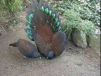 Mountain Peacock Pheasant - Polyplectron inopinatum