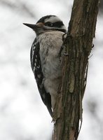 Hairy Woodpecker - Picoides villosus