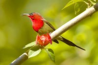 Crimson Sunbird - Aethopyga siparaja