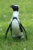 African Penguin 