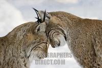Two lynxes in love in winter European lynx stock photo