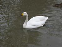 Bewicks swan