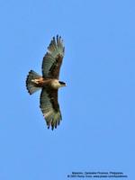 Rufous-bellied Eagle Aquila kienerii