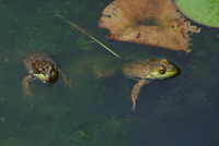 : Rana clamitans and Rana catesbeiana; Green Frog And Bullfrog