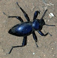 : Eleodes sp.