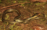 : Thamnophis sp.