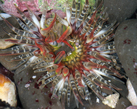 : Anthopleura artemisia; Moonglow Anemone