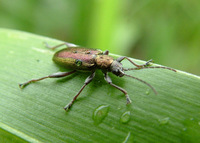 : Plateumaris sericea; Reed Beetle