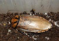 Eublaberus distanti - Four-spot roach