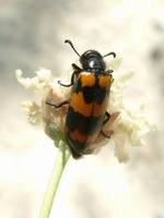 Mylabris variabilis - Blister Beetle