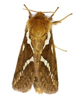 Korscheltellus lupulina - Common Swift