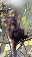 photograph of baby orang-utan