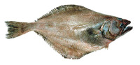 Atheresthes evermanni, Kamchatka flounder: fisheries
