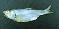 Cetengraulis edentulus, Atlantic anchoveta: fisheries, bait