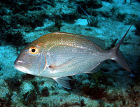 Calamus bajonado, Jolthead porgy: fisheries, gamefish