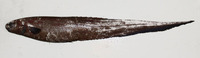 Notacanthus chemnitzii, Spiny eel: