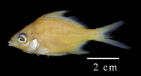 Diapterus auratus, Irish mojarra: fisheries