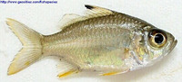 Ambassis kopsii, Freckled hawkfish: fisheries