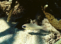 Apogon sealei, Seale's cardinalfish: