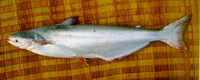 Pangasius krempfi, : fisheries
