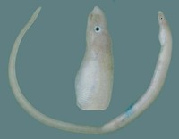 Scolecenchelys laticaudata, Redfin worm-eel: