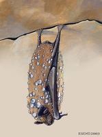 Image of: Pipistrellus subflavus (eastern pipistrelle)
