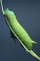 Image of: Sphingidae (hawk moths, hornworms, and sphinx moths)